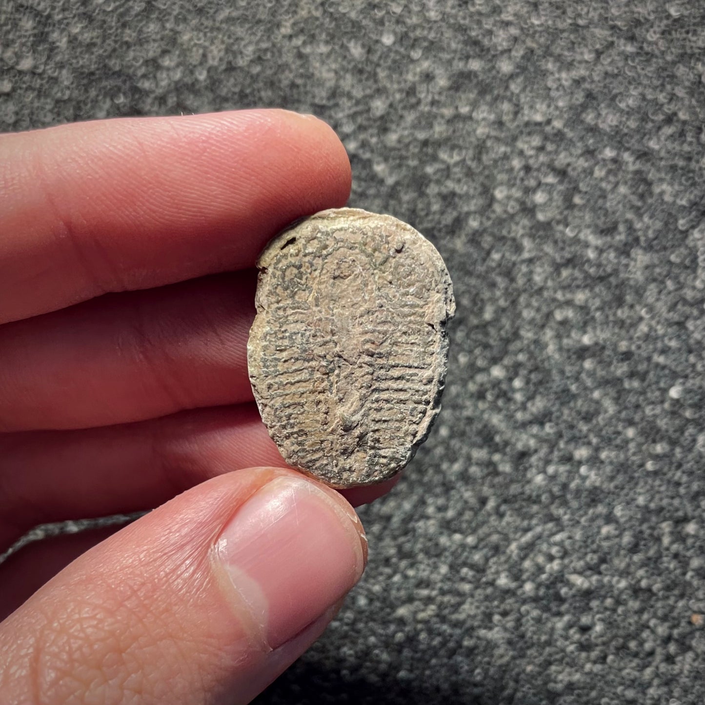 F2142 | Trilobite | Elrathia kingii