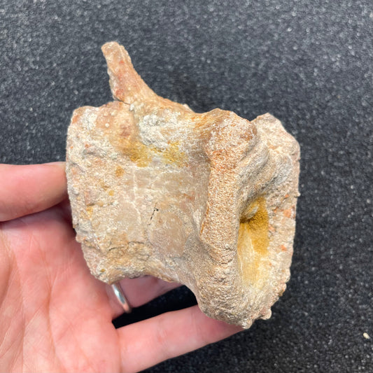 F3109 | Dinosauro | Spinosaurus aegyptiacus