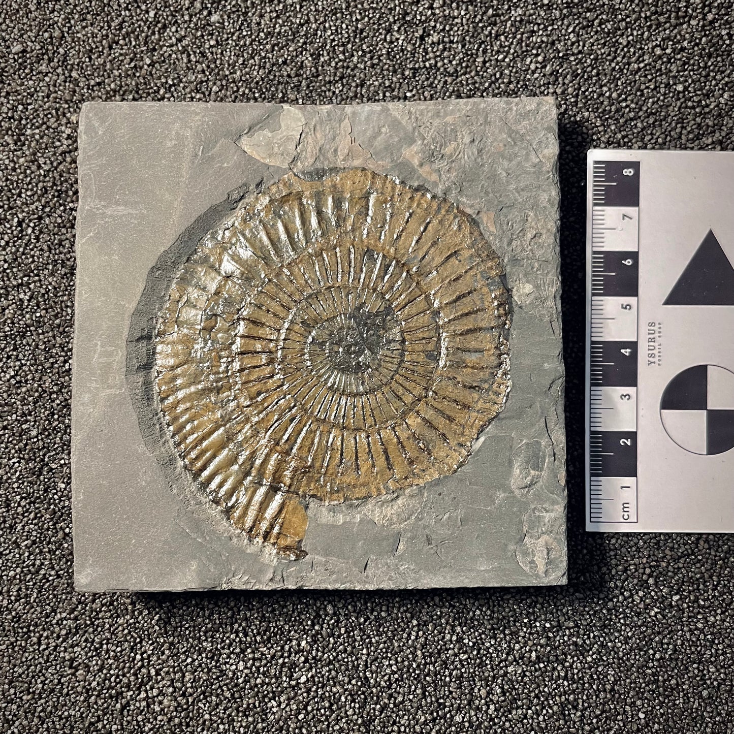 F2162 | Ammonite | Dactylioceras commune