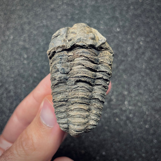 F2621 | Trilobite | Flexicalymene sp.