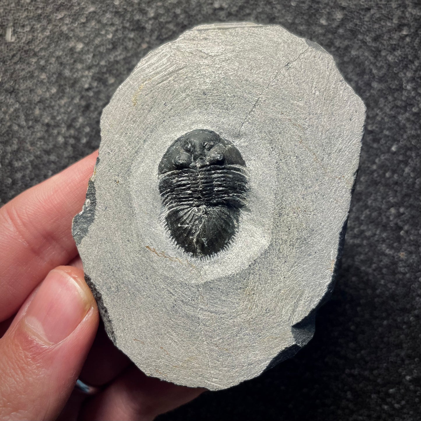 F2144 | Trilobite | Thysanopeltis speciosa