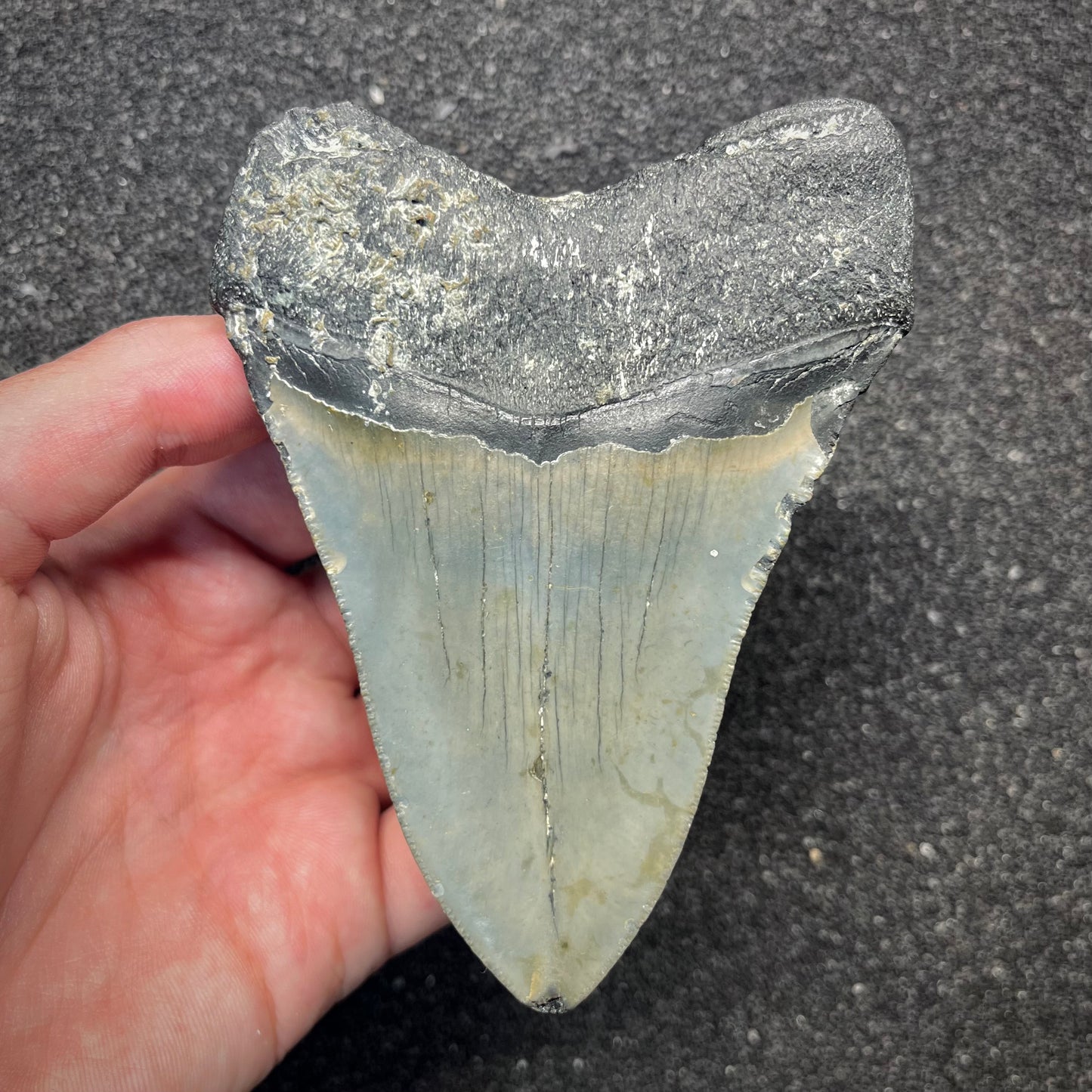 F2925 | Squalo | Otodus megalodon