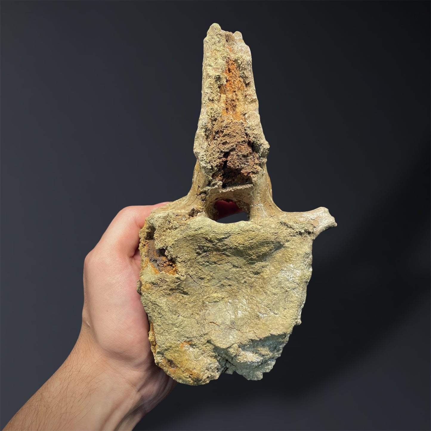 F2824 | Dinosauro | Edmontosaurus sp.