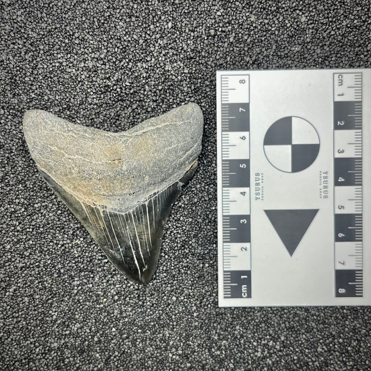 F2867 | Squalo | Otodus megalodon