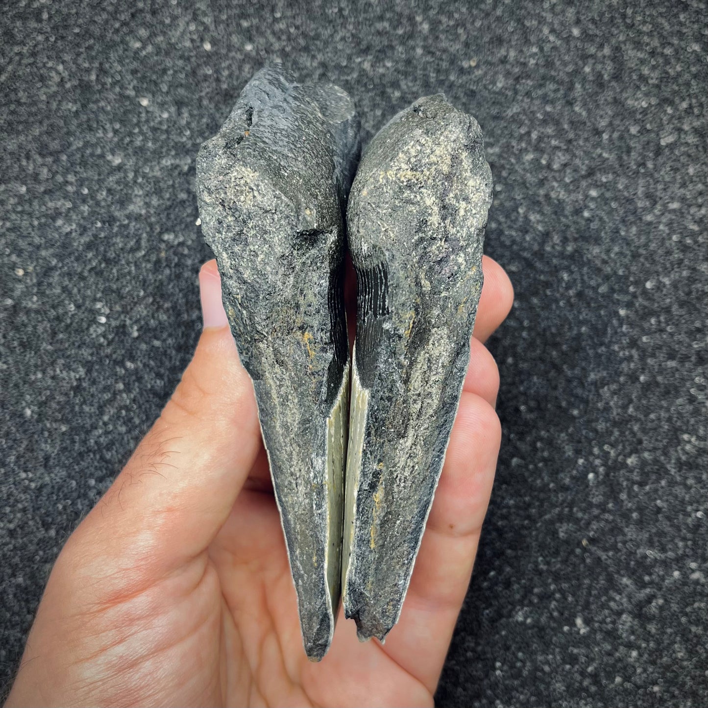 F2770 | Squalo | Otodus megalodon
