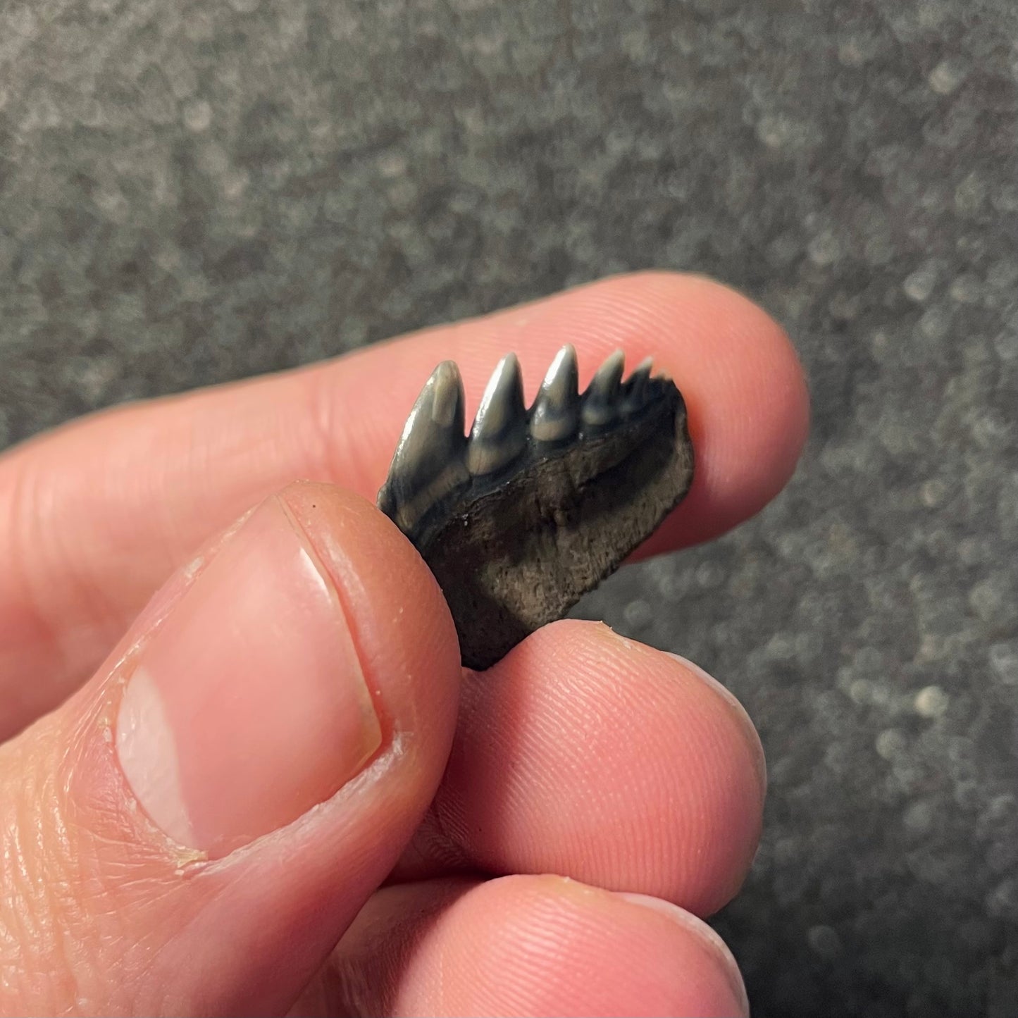 F2353 | Squalo | Notorynchus primigenius