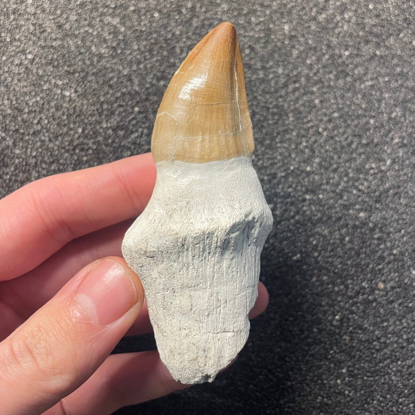 F2285 | Mosasauro | Prognathodon sp.