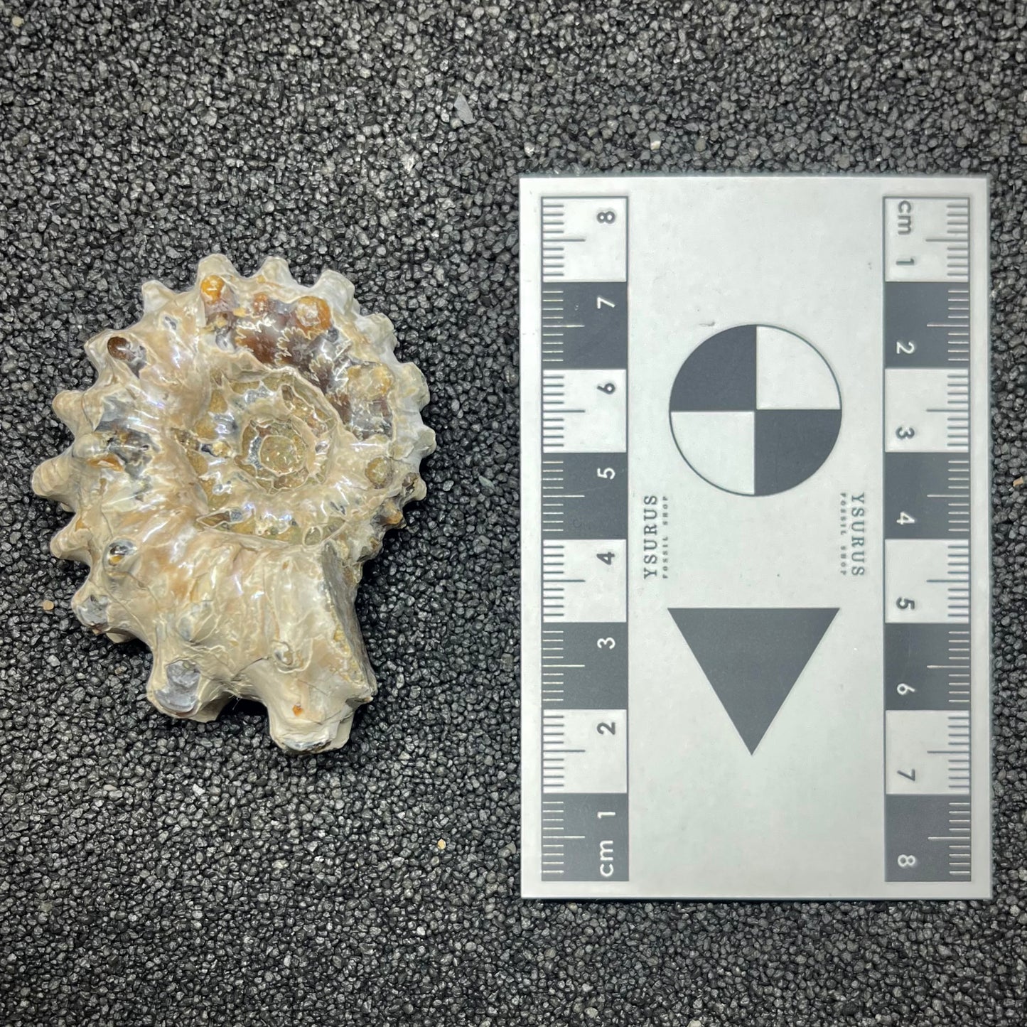 F2966 | Ammonite | Douvilleiceras sp.