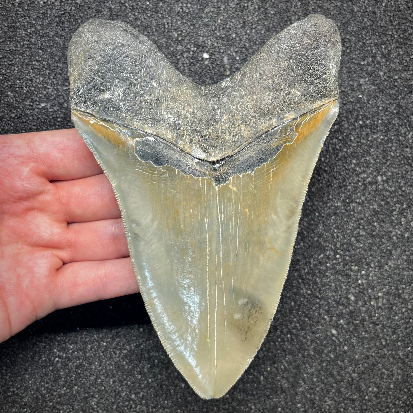 F2934 | Squalo | Otodus megalodon