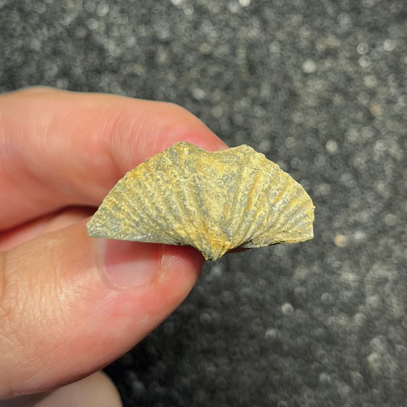 F2950 | Brachiopode | Brachiopoda indet.