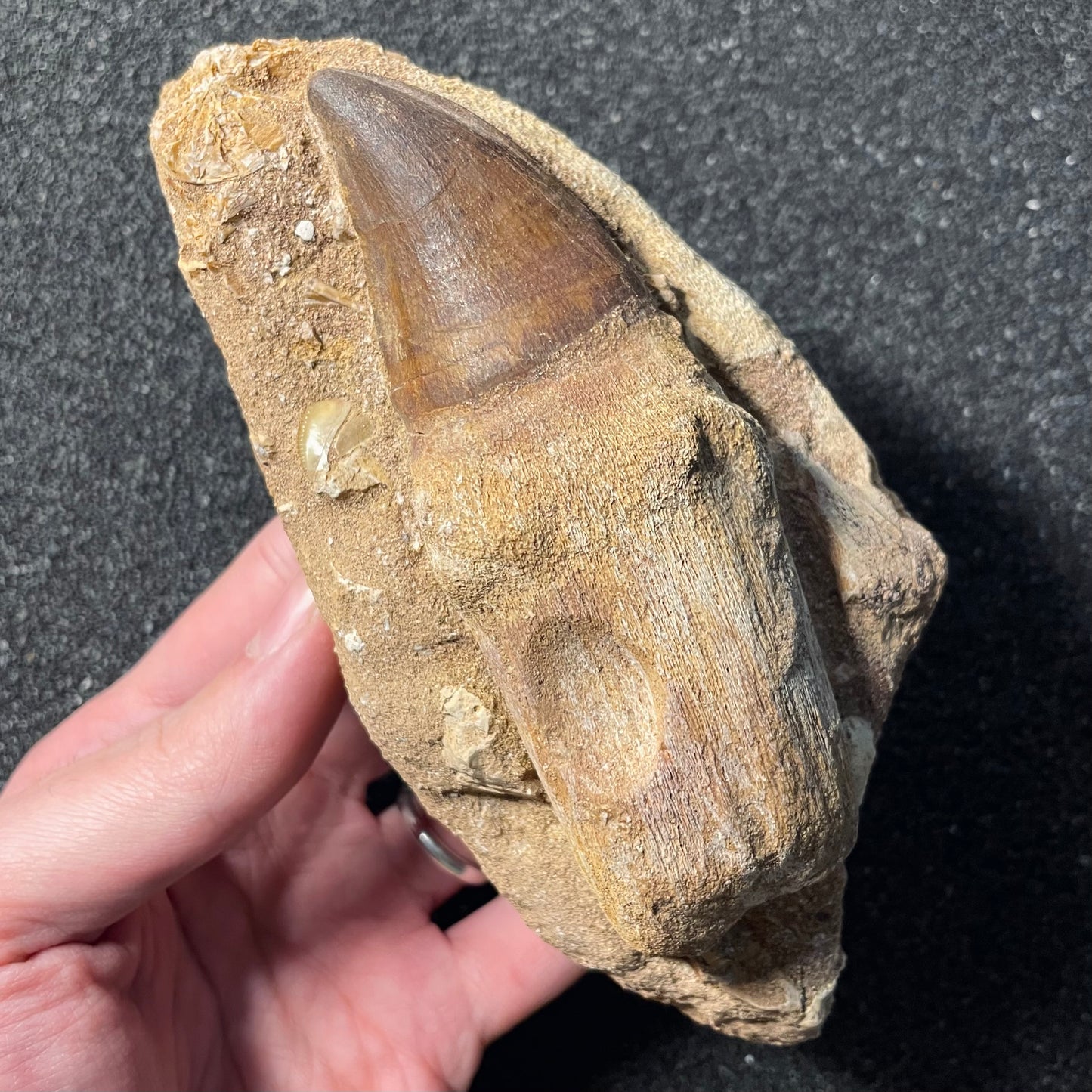 F2257 | Mosasauro | Prognathodon sp.