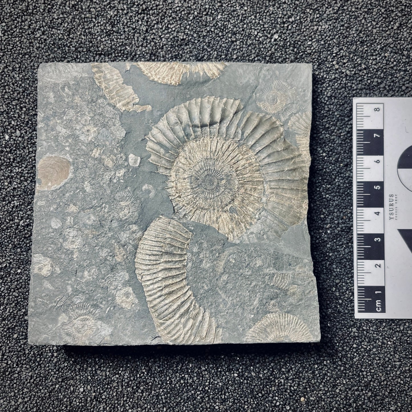 FNP18 | Fossile da preparare | Ammonite | Dactylioceras commune