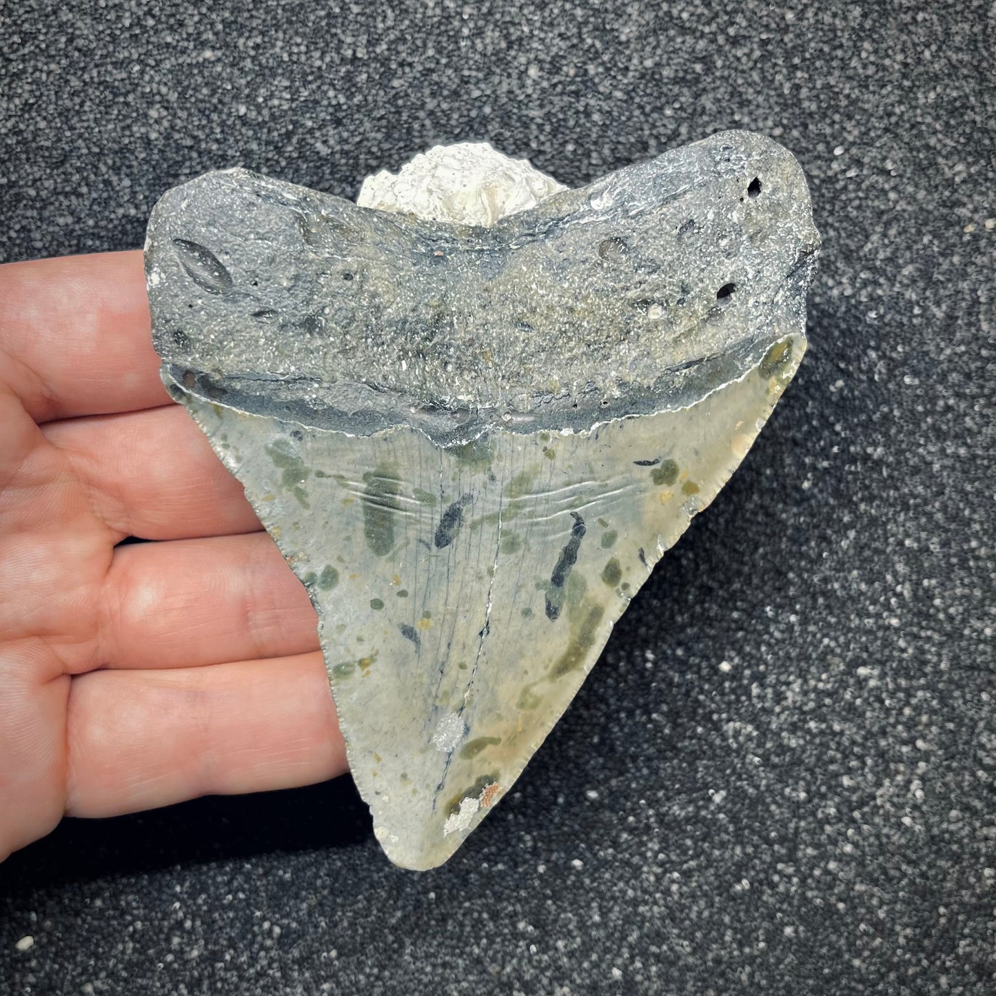 F2771 | Squalo | Otodus megalodon