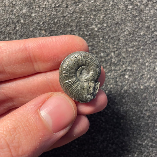F2468 | Ammonite | Graphoceratidae indet.