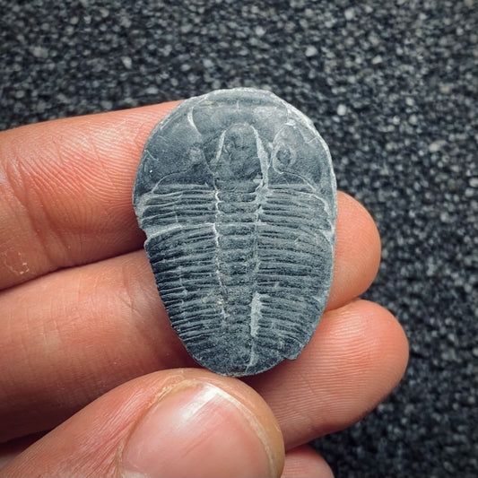 F777 | Trilobite | Elrathia kingii