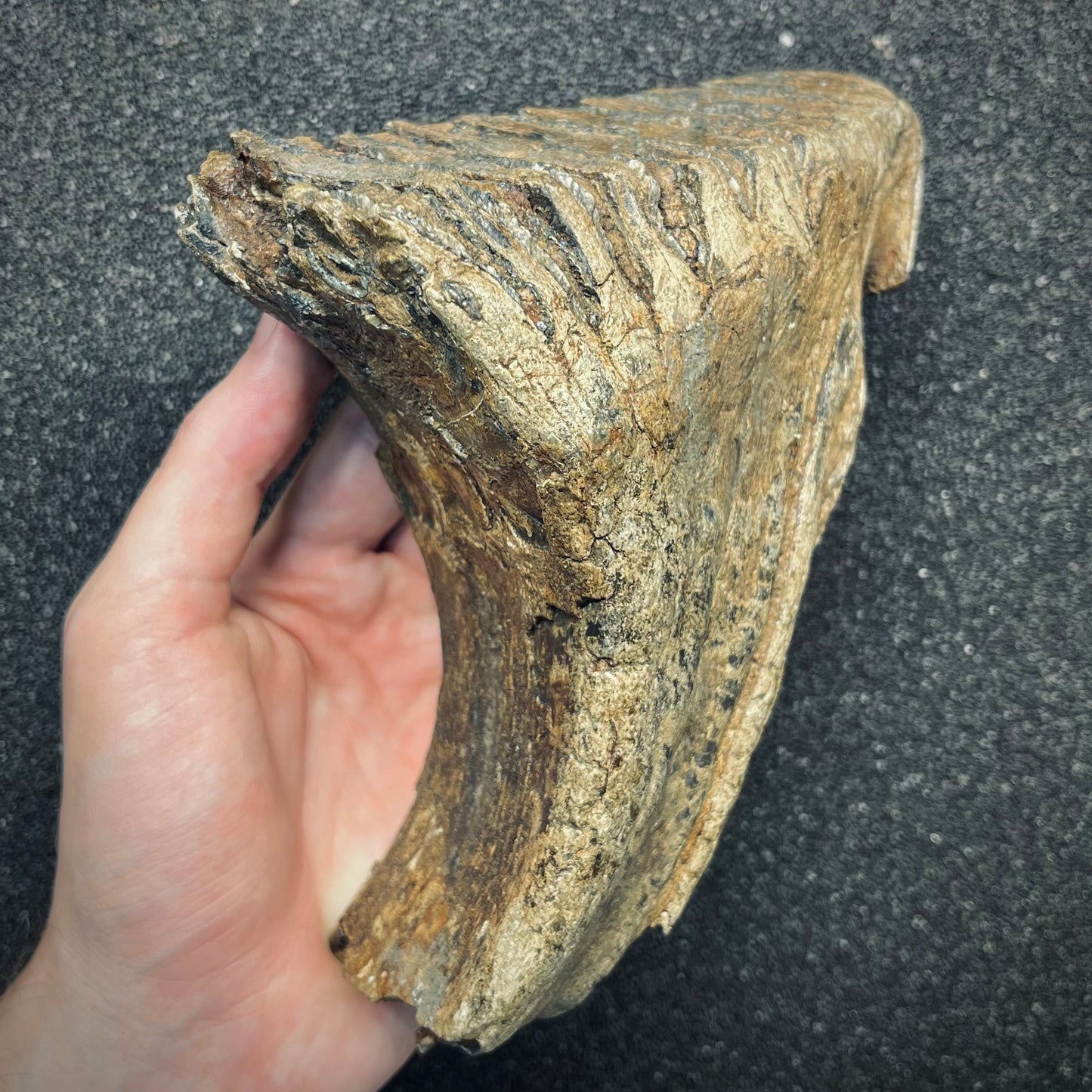 F2785 | Mammut | Mammuthus sp.