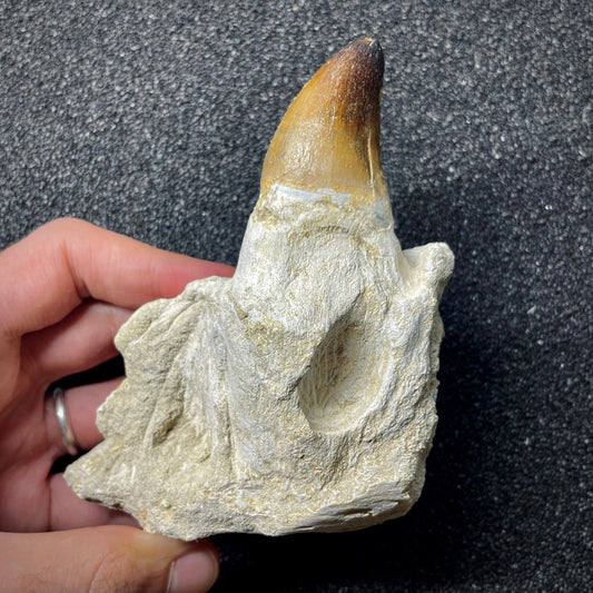 F1987 | RARO | Mosasauro | Prognathodon curii