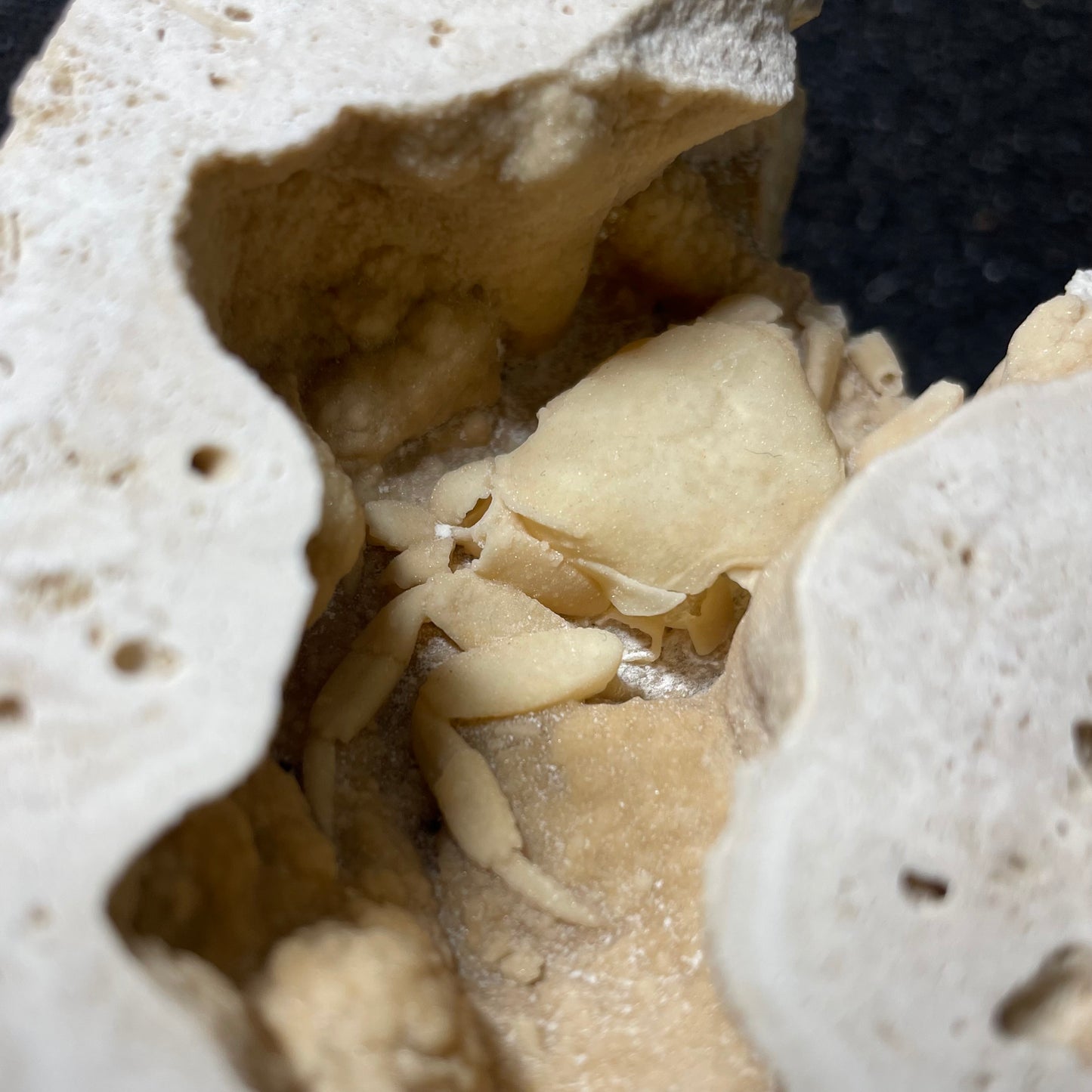 F2497 | Granchio | Potamon sp.