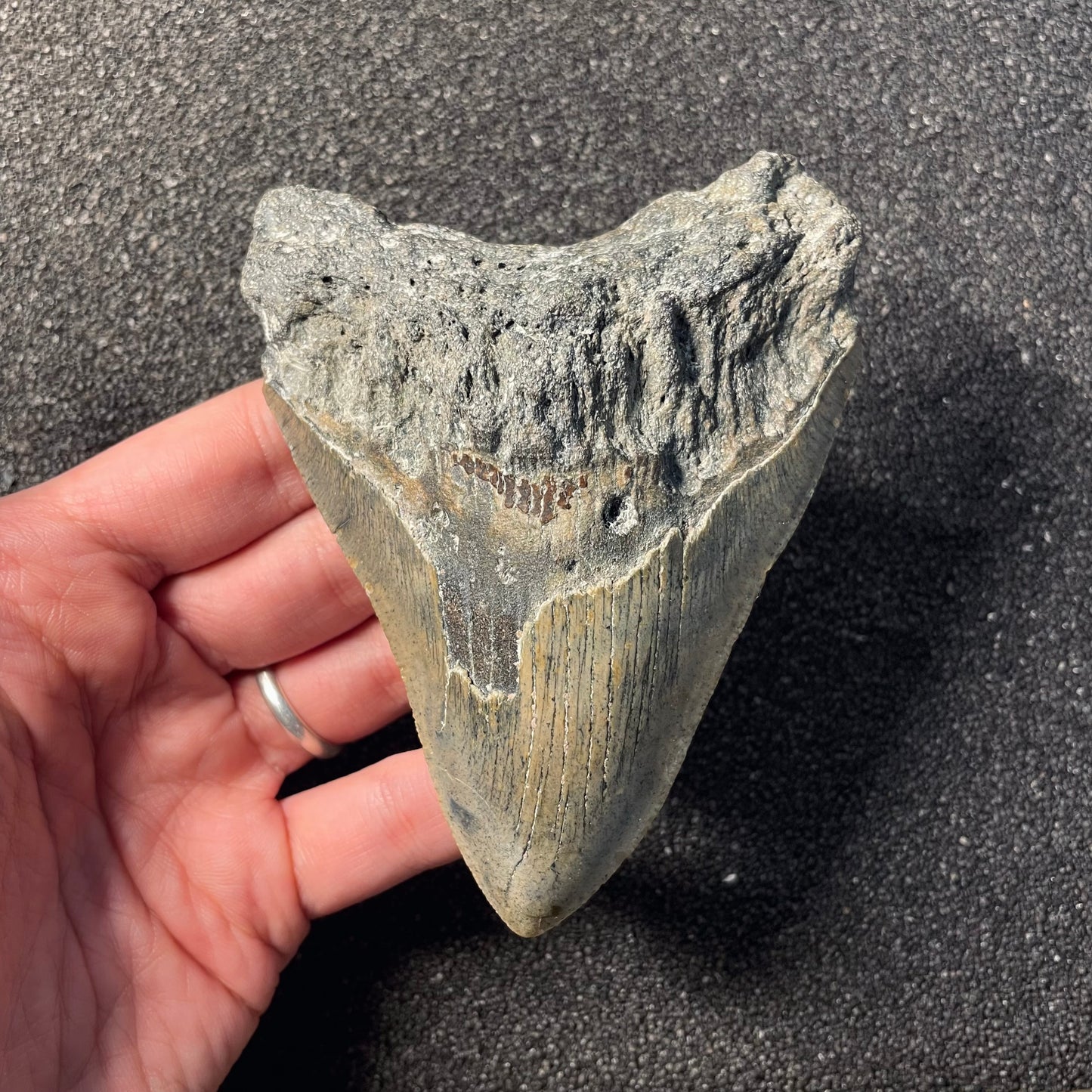 F2363 | Squalo | Otodus megalodon