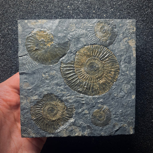 F617 | Ammonite | Dactylioceras commune & Harpoceras falcifer