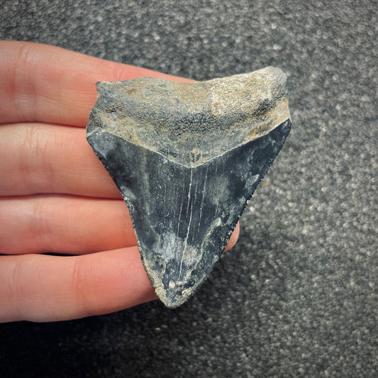 F2637 | Squalo | Otodus megalodon