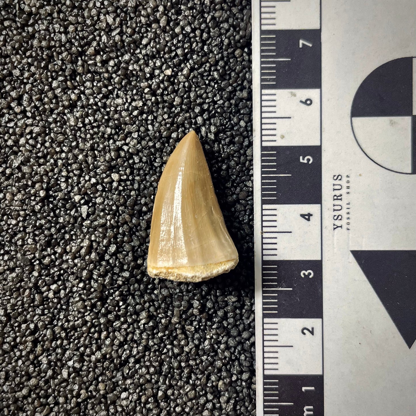 F1991 | Mosasauro | Mosasaurus beaugei
