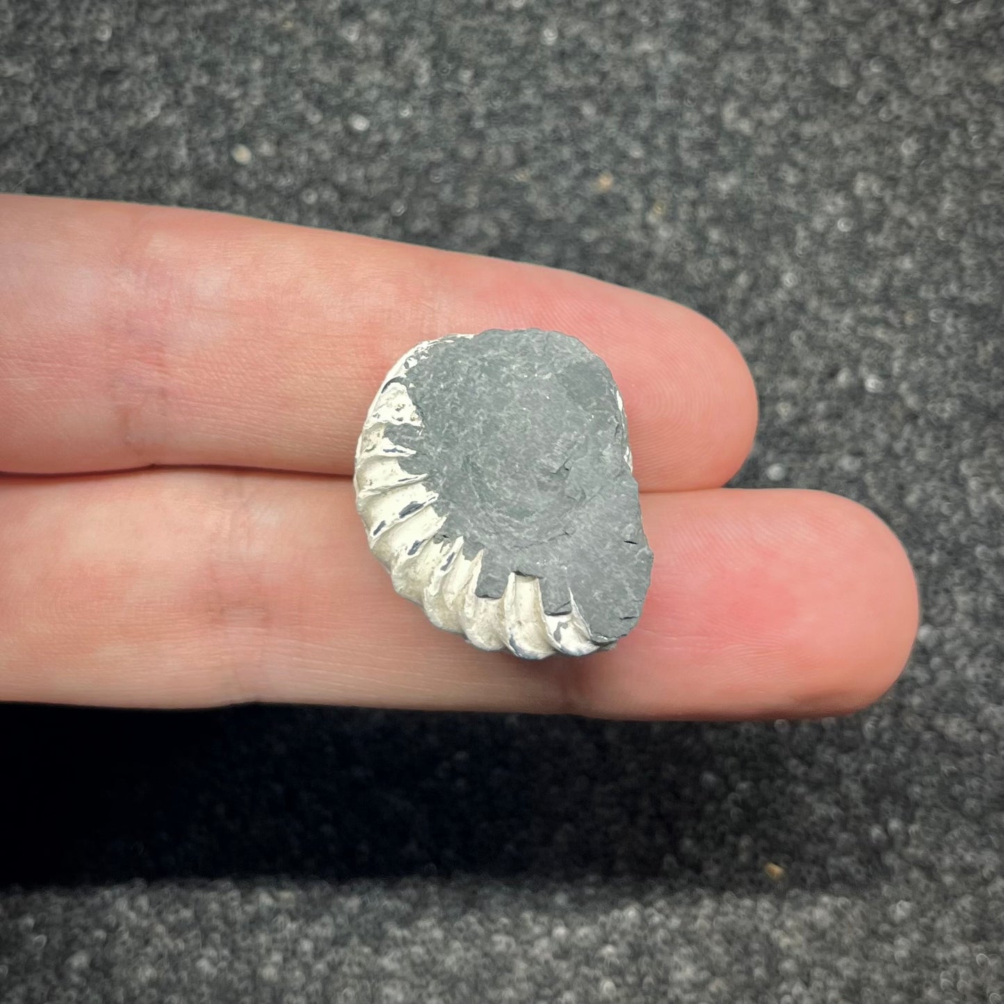 F2901 | Ammonite | Pleuroceras sp.