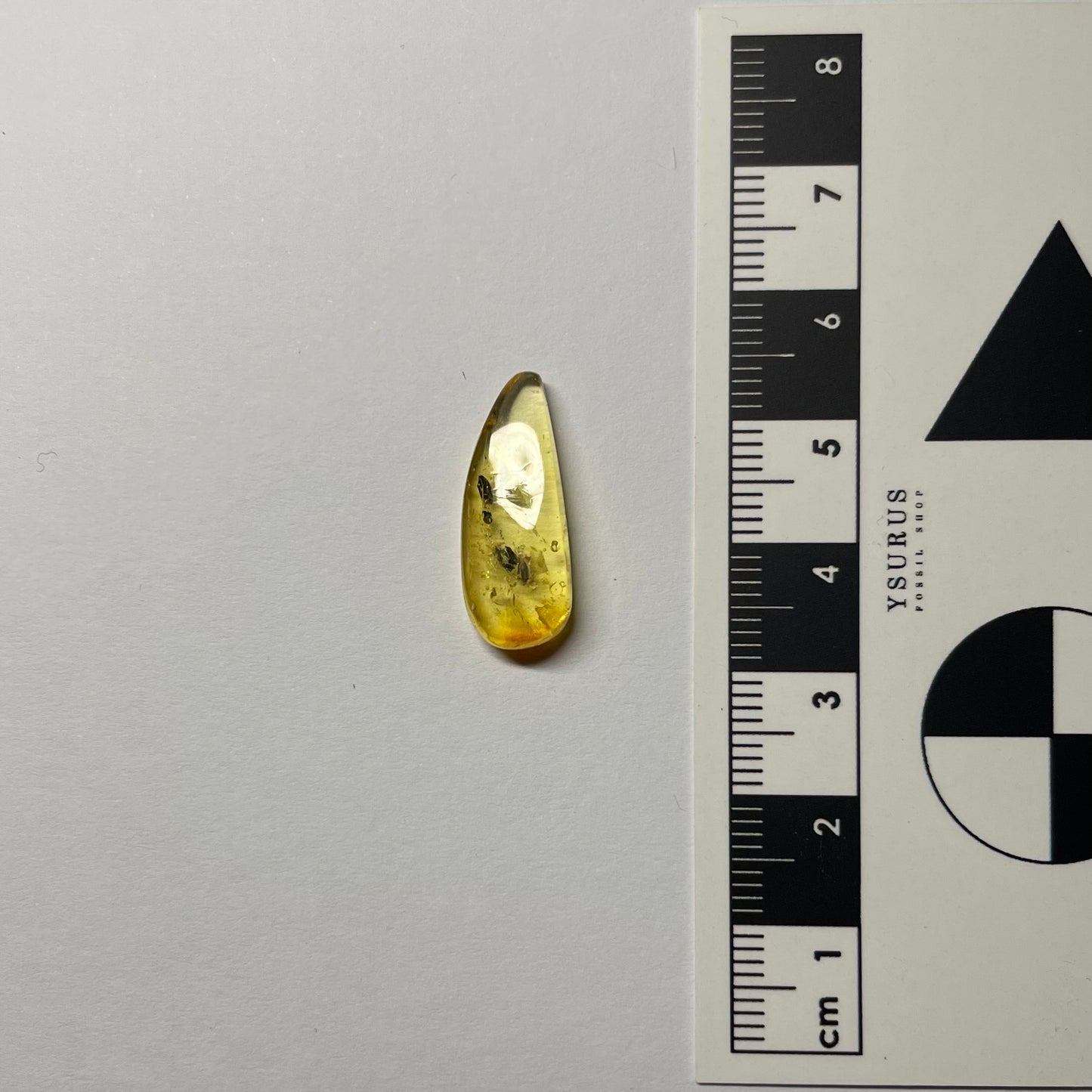 F2414 | Ambra con inclusione | Ptinidae indet.