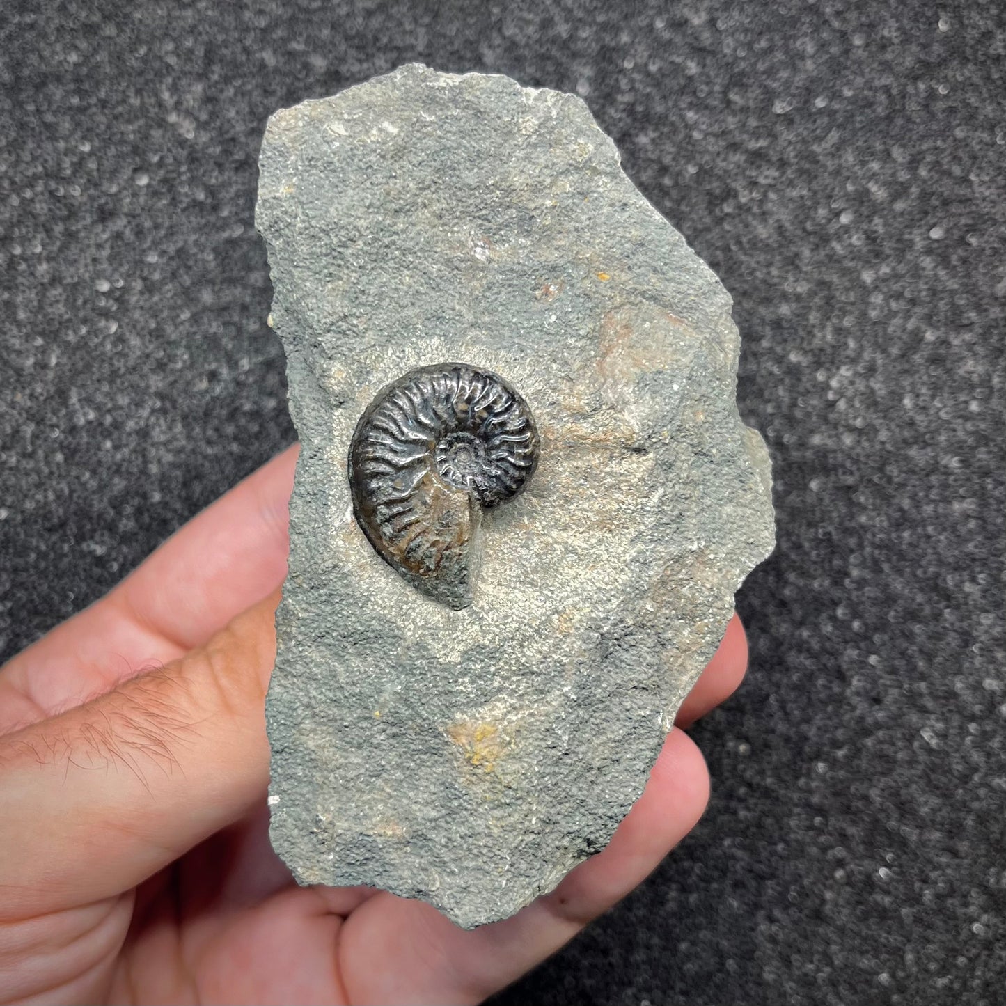F2904 | Ammonite | Graphoceras sp.