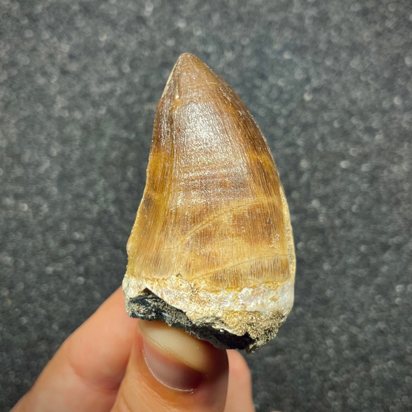 F2690 | Mosasauro | Prognathodon sp.