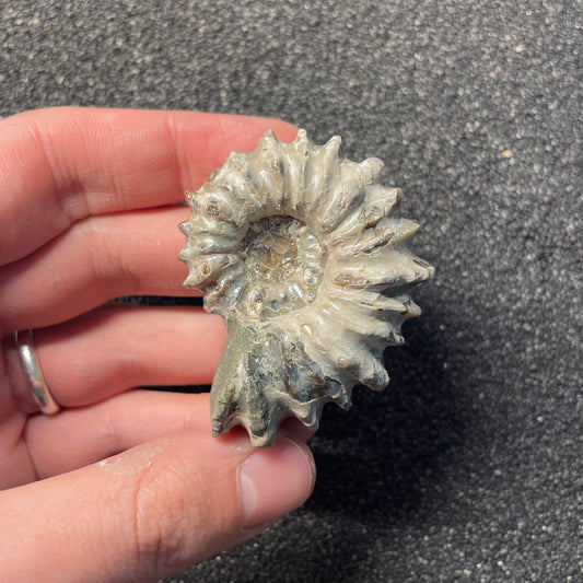 F2388 | Ammonite | Douvilleiceras sp.