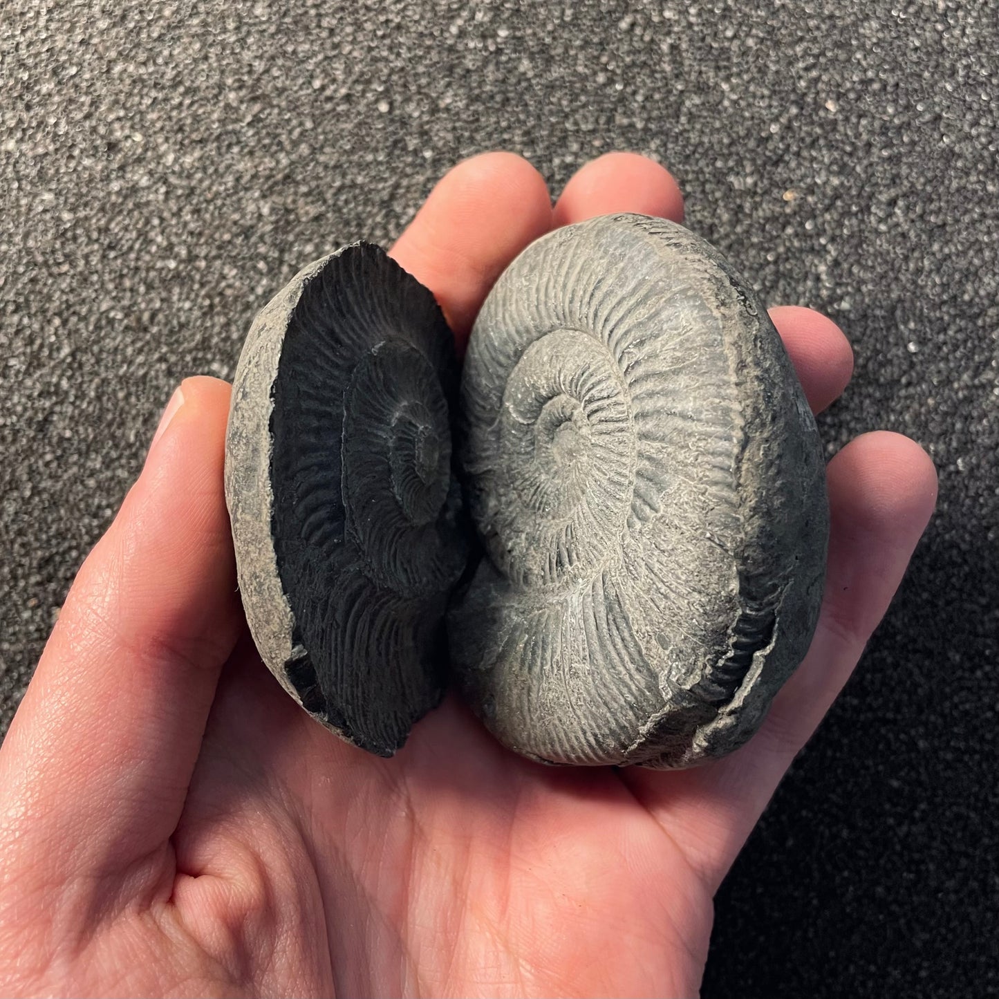 F2379 | Ammonite | Perisphinctidae indet.