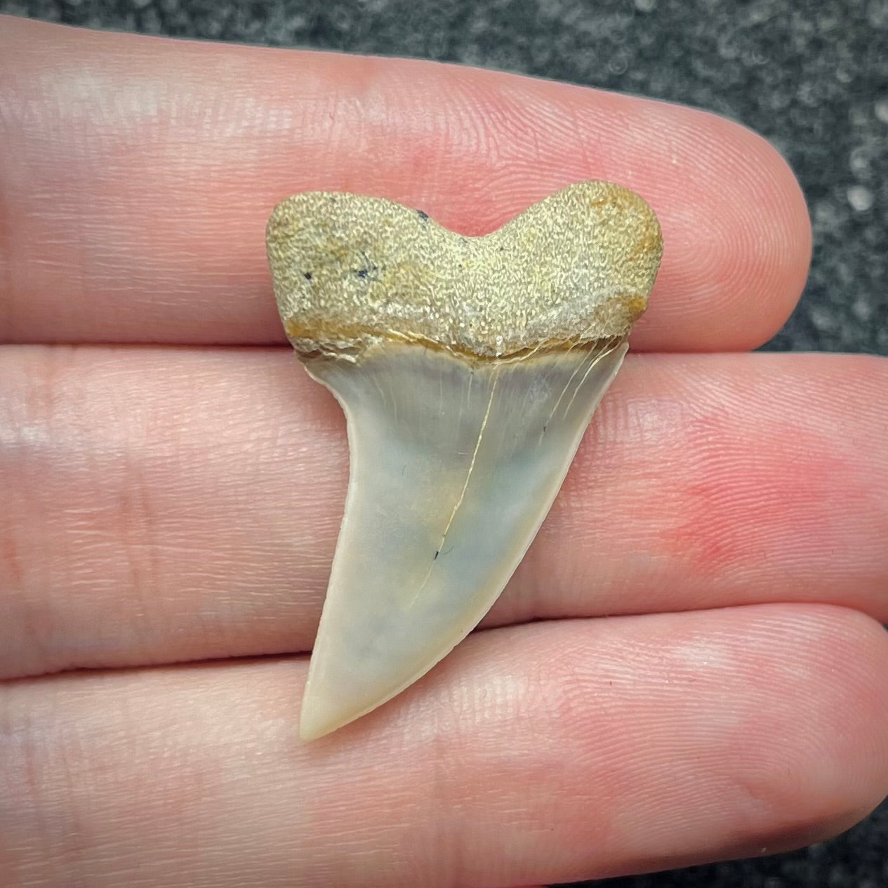 F2746 | Squalo | Carcharodon planus