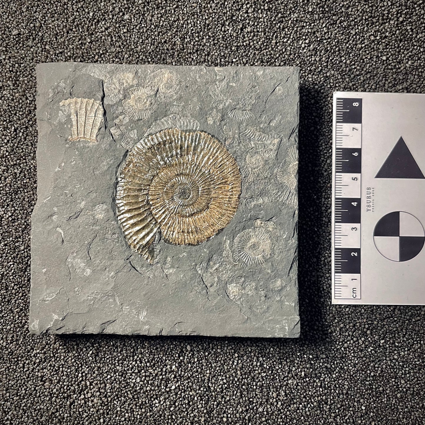 F2163 | Ammonite | Dactylioceras commune