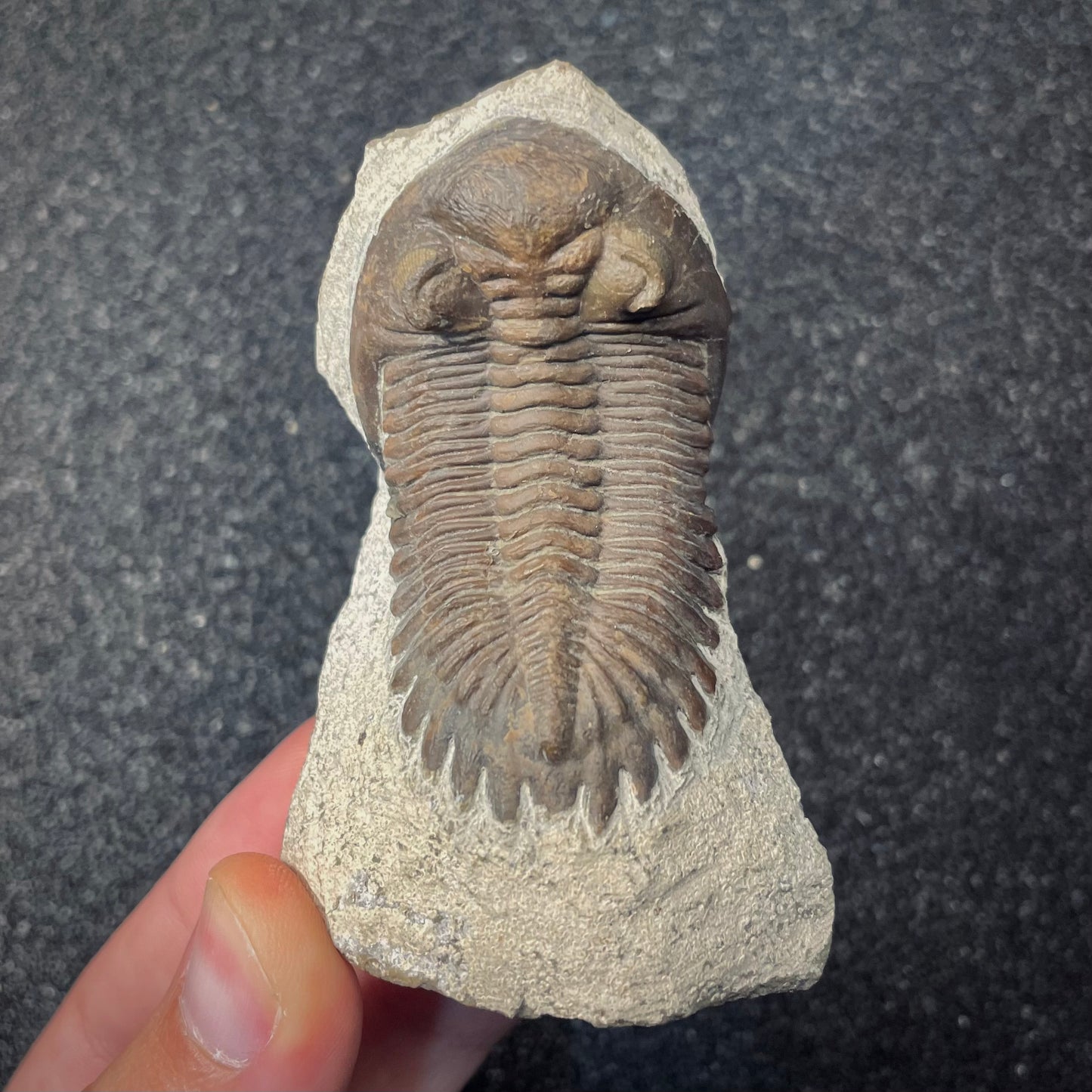 F2620 | Trilobite | Hollardops sp.