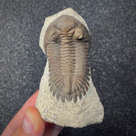 F2620 | Trilobite | Hollardops sp.