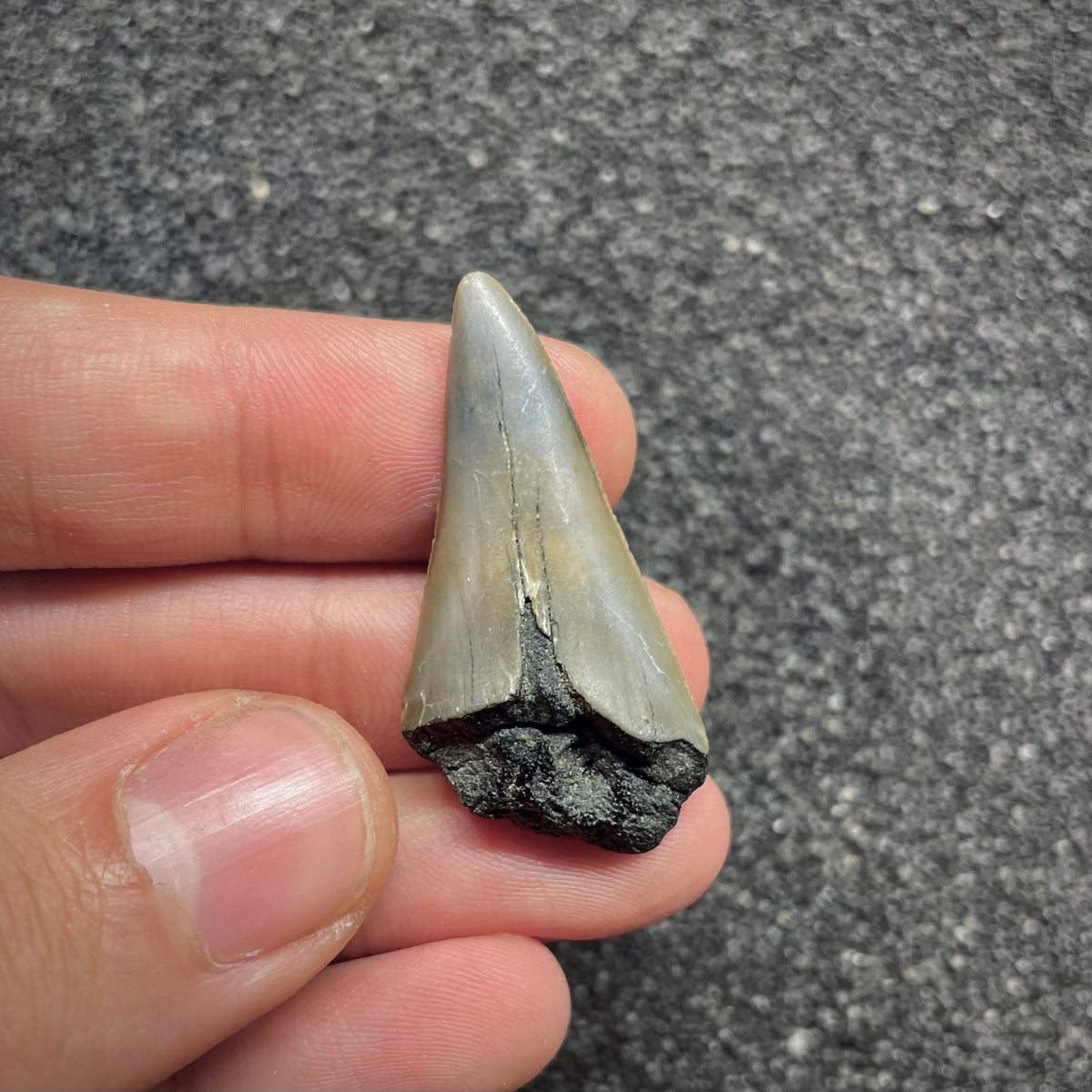 F3040 | Squalo |  Carcharodon subserratus