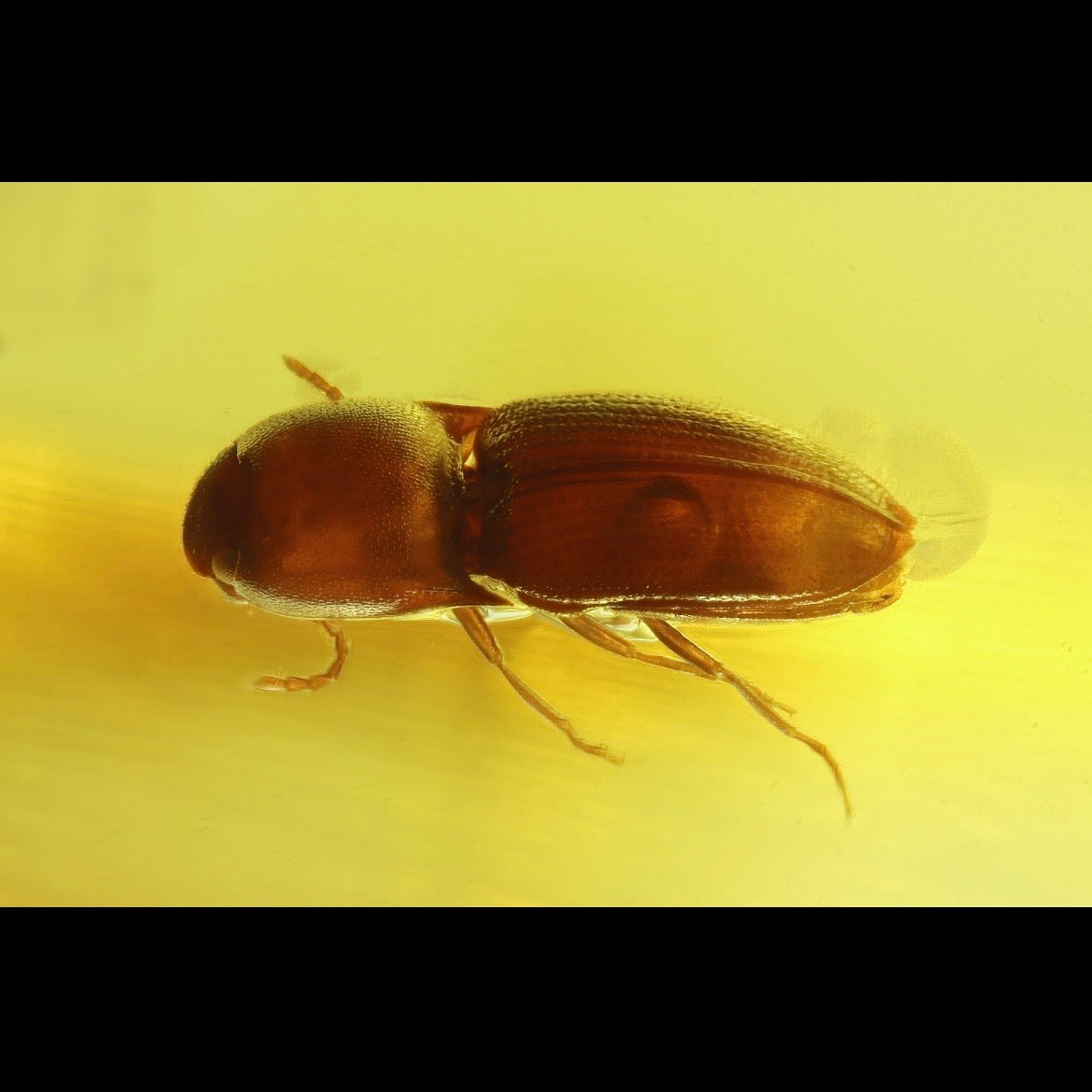 F2832 | Ambra con inclusione | Coleoptera indet.
