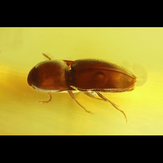 F2832 | Ambra con inclusione | Coleoptera indet.