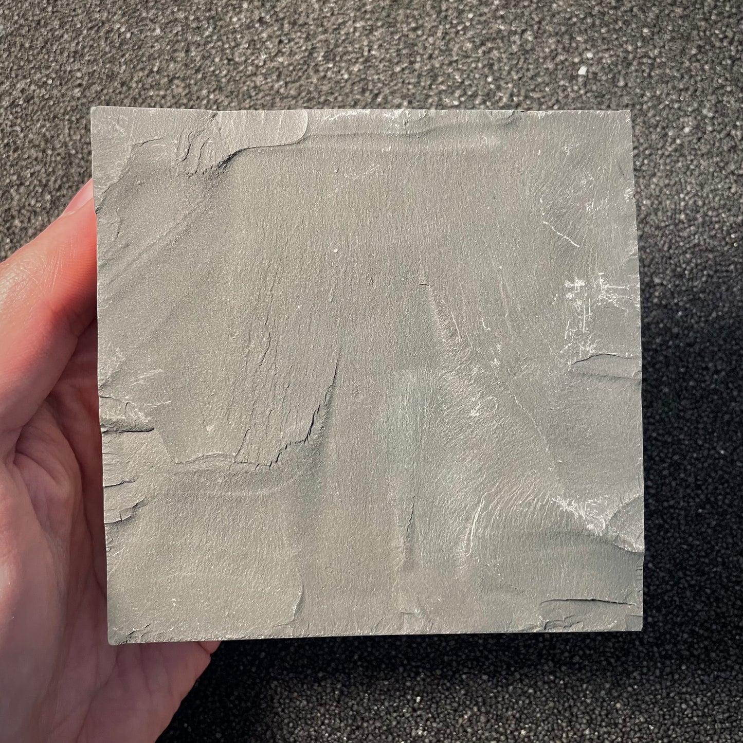 F2166 | Ammonite | Dactylioceras commune