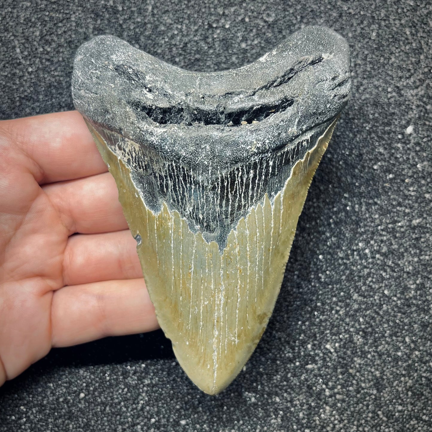 F2774 | Squalo | Otodus megalodon