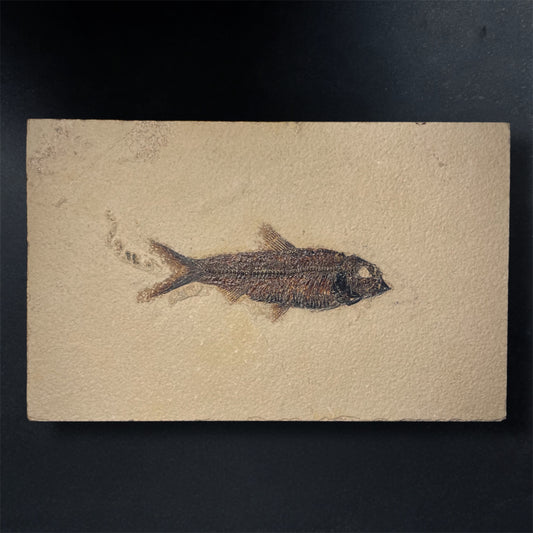 F1965 | Pesce | Knightia eocaena