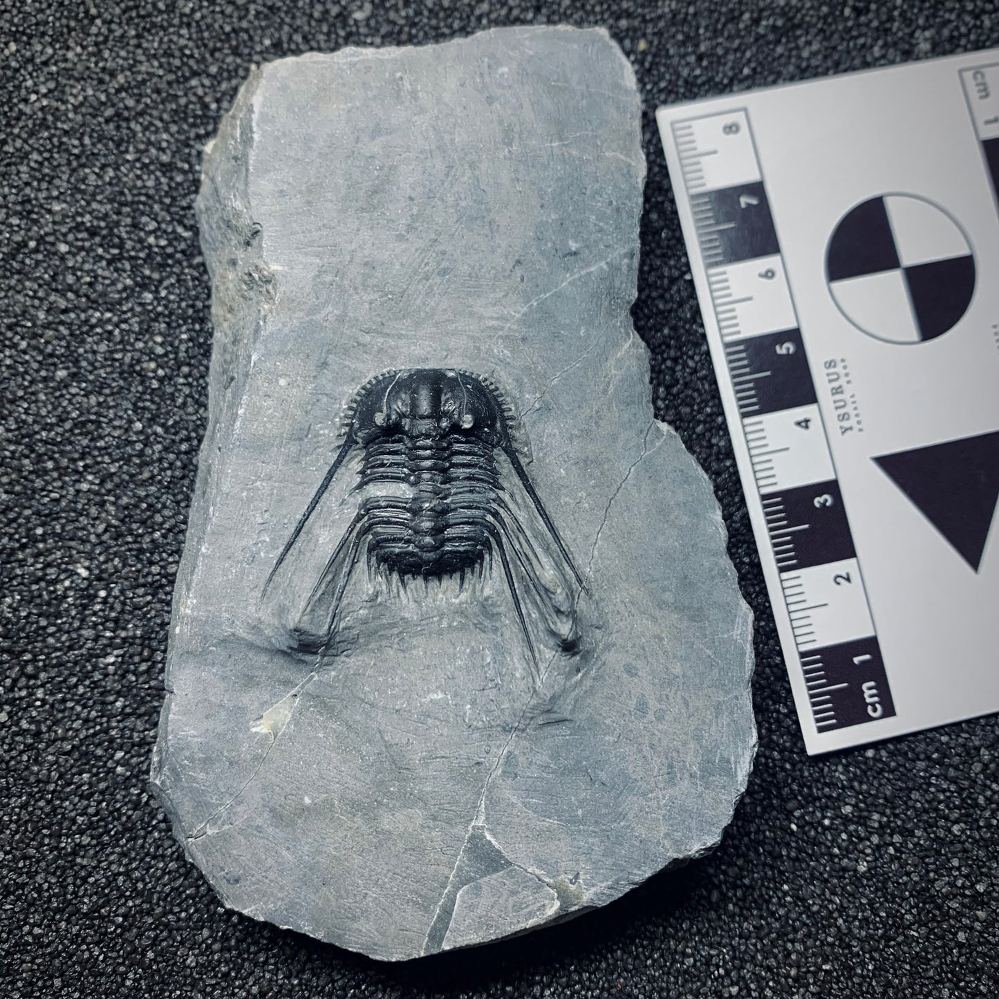 F502 | Trilobite | Leonaspis sp.