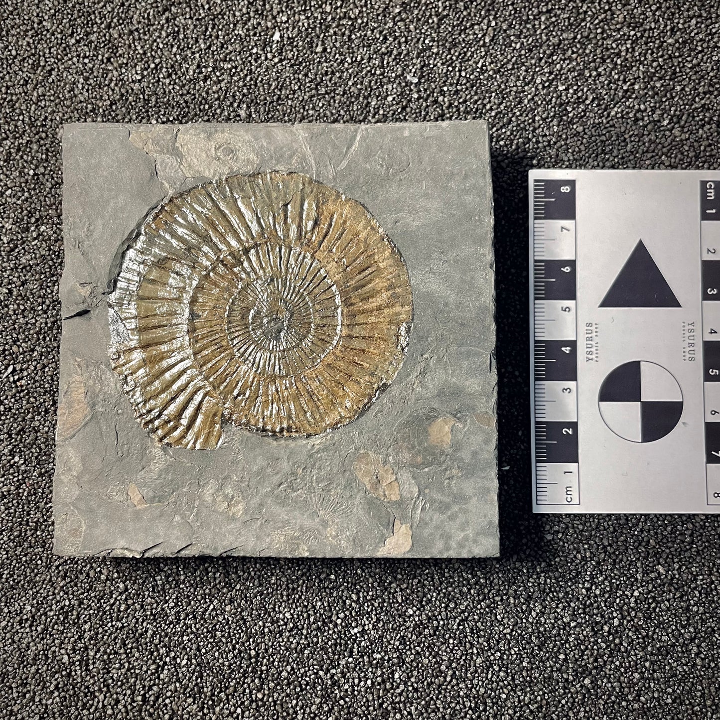 F2165 | Ammonite | Dactylioceras commune