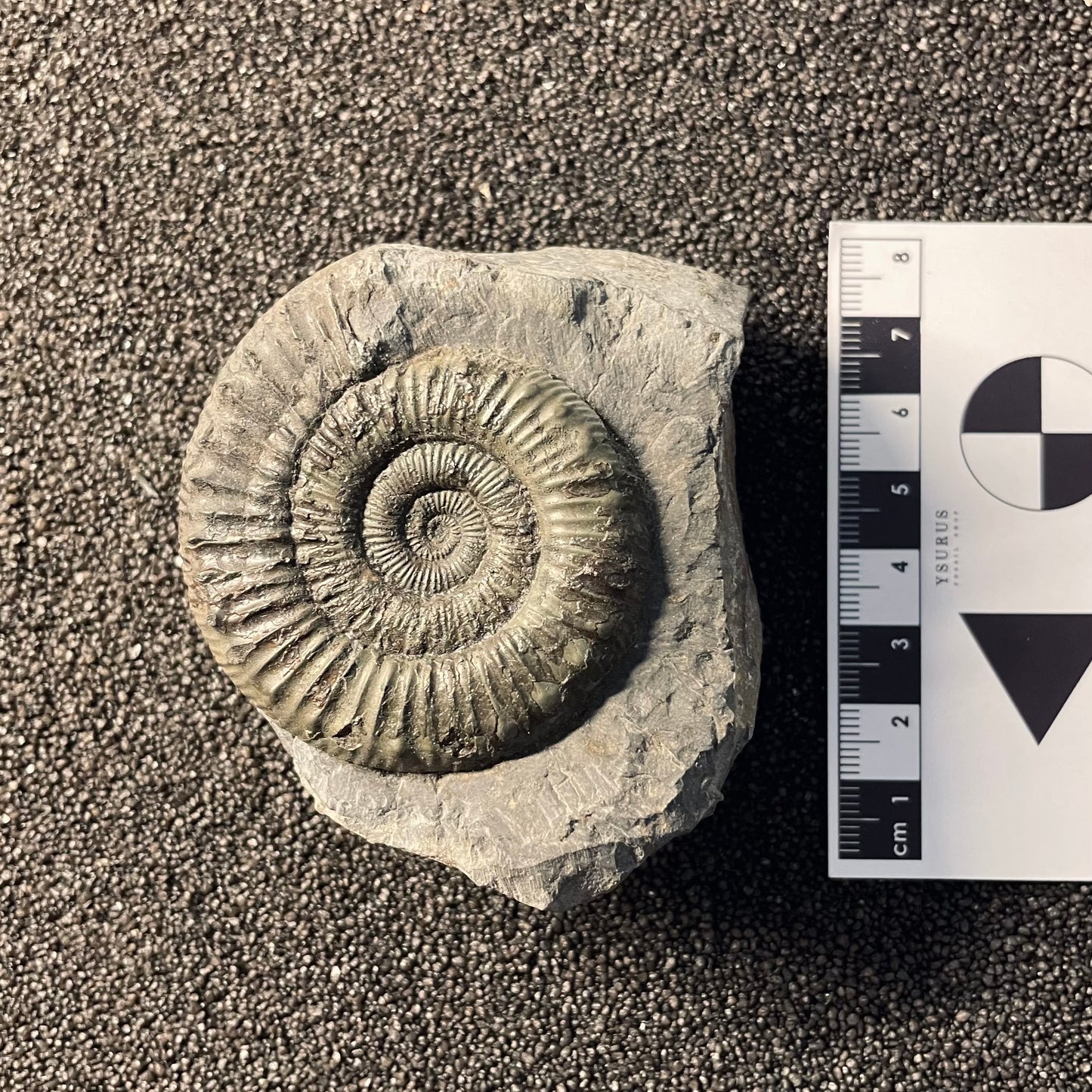 F2377 | Ammonite | Dactylioceras commune
