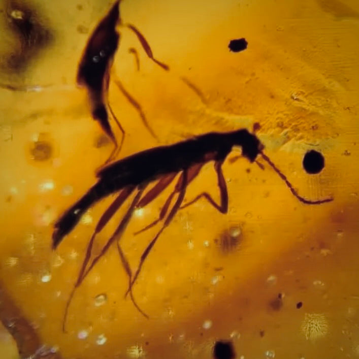 F475 | Ambra con inclusione | Coleoptera indet.