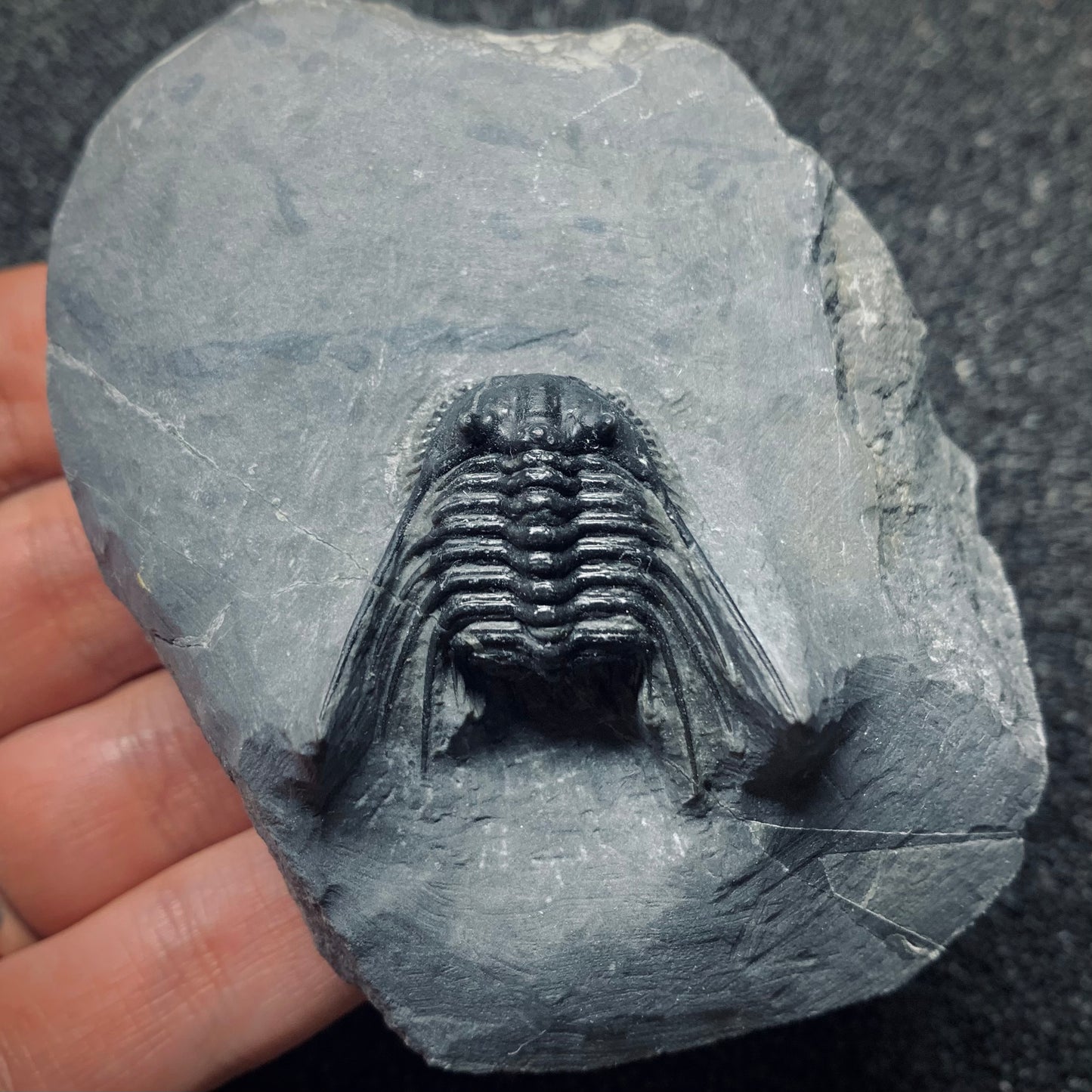 F504 | Trilobite | Leonaspis sp.