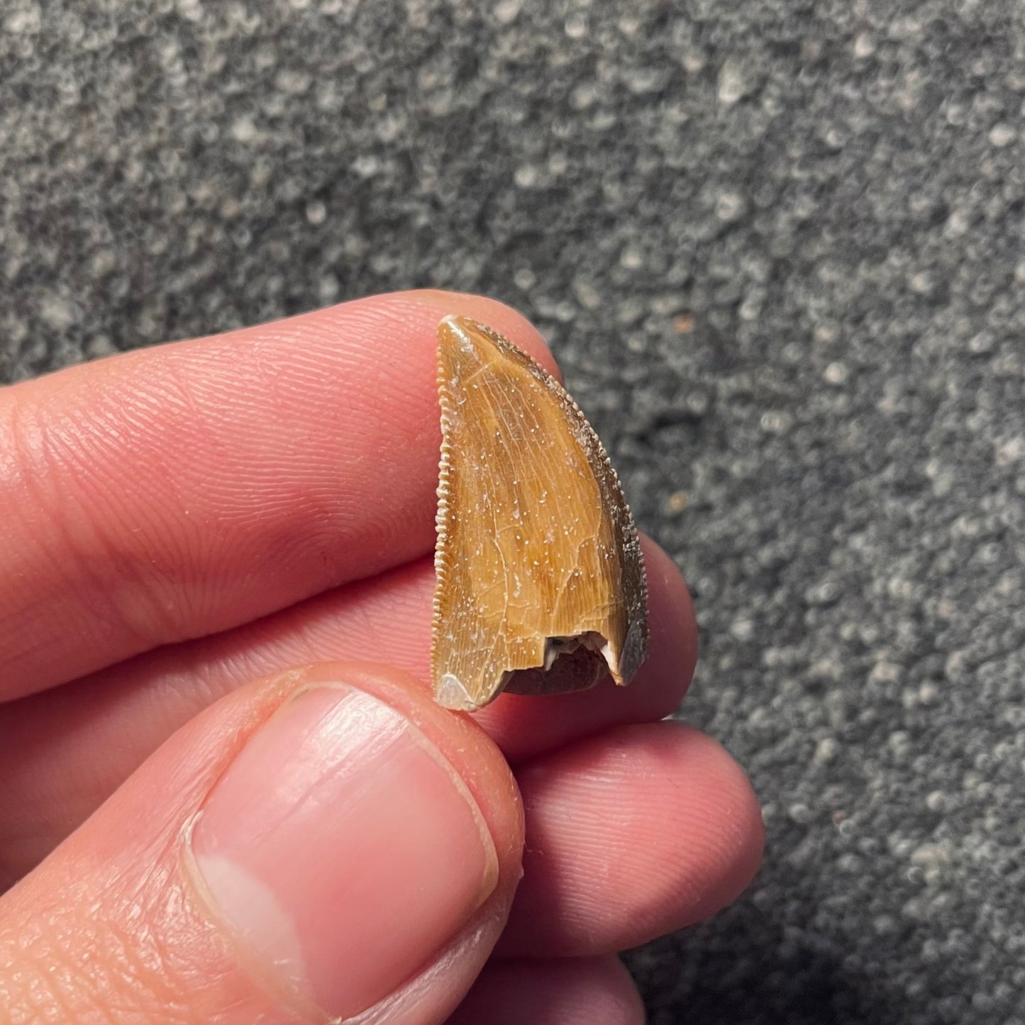 F2109 | Dinosauro | Majungasaurus crenatissimus