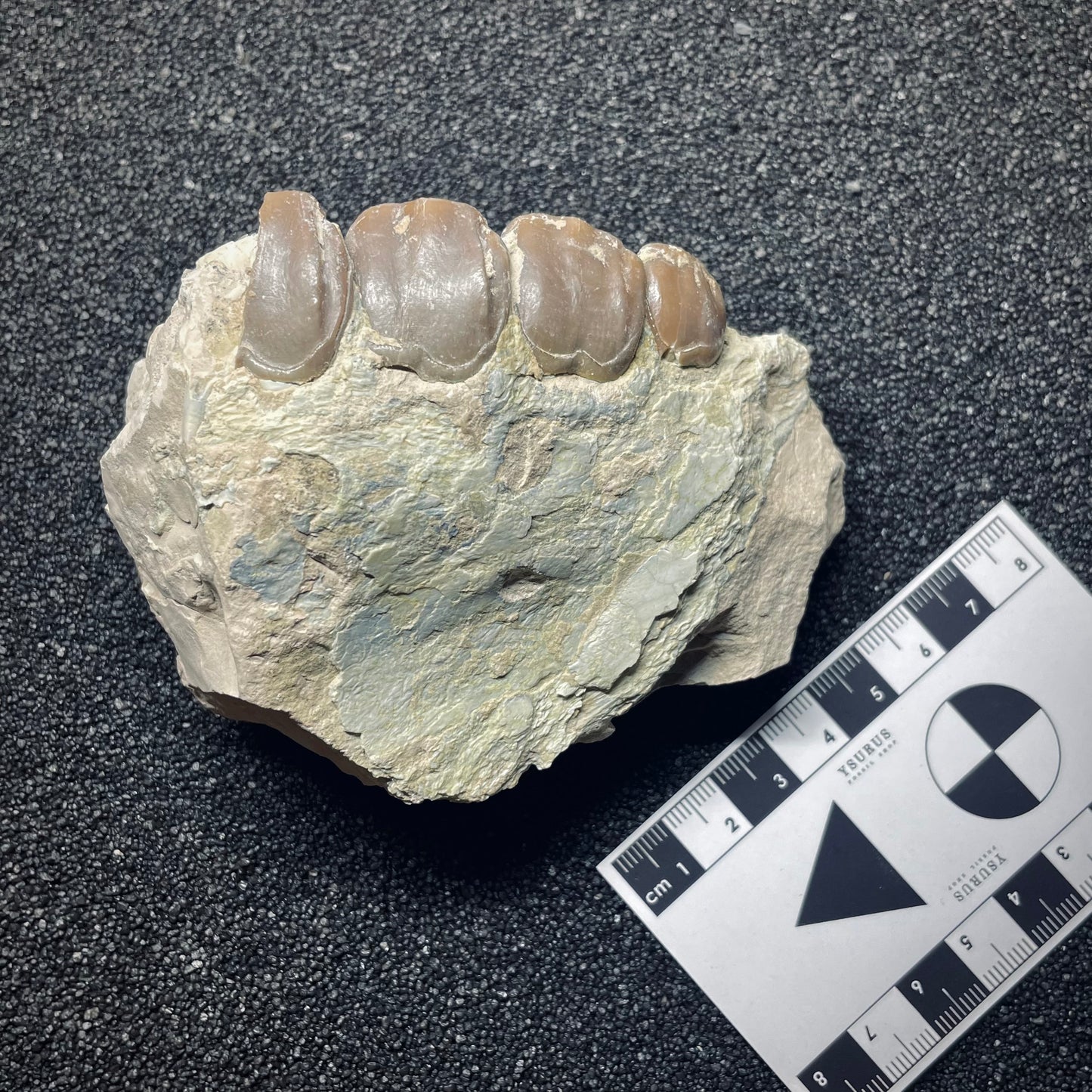 F1169 | Iracodonte | Hyracodon nebraskensis