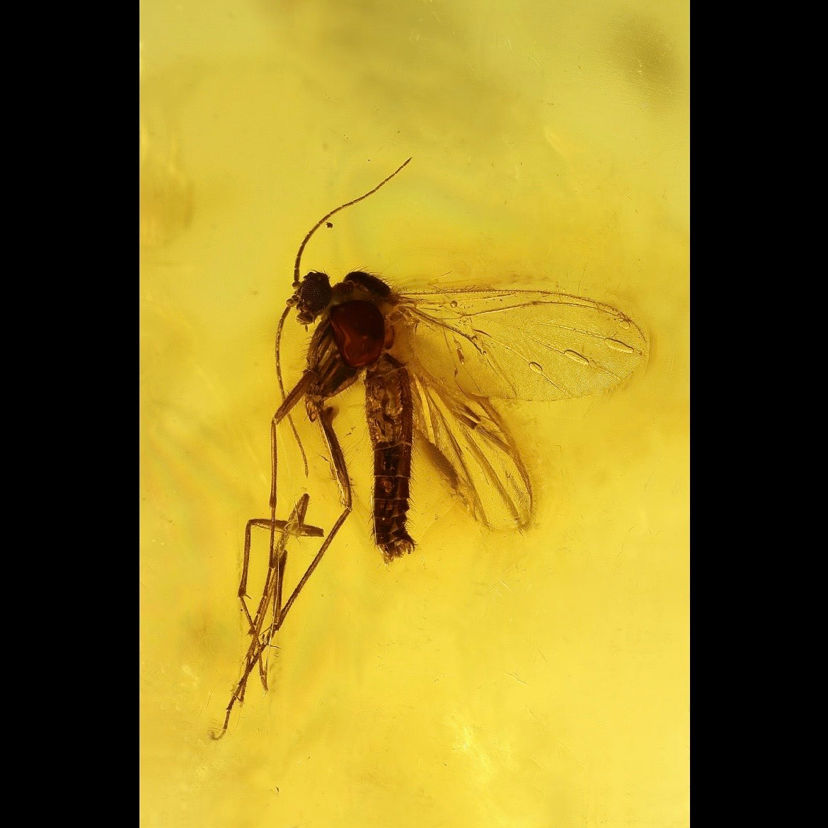 F2842 | Ambra con inclusione | Mycetophilidae indet.